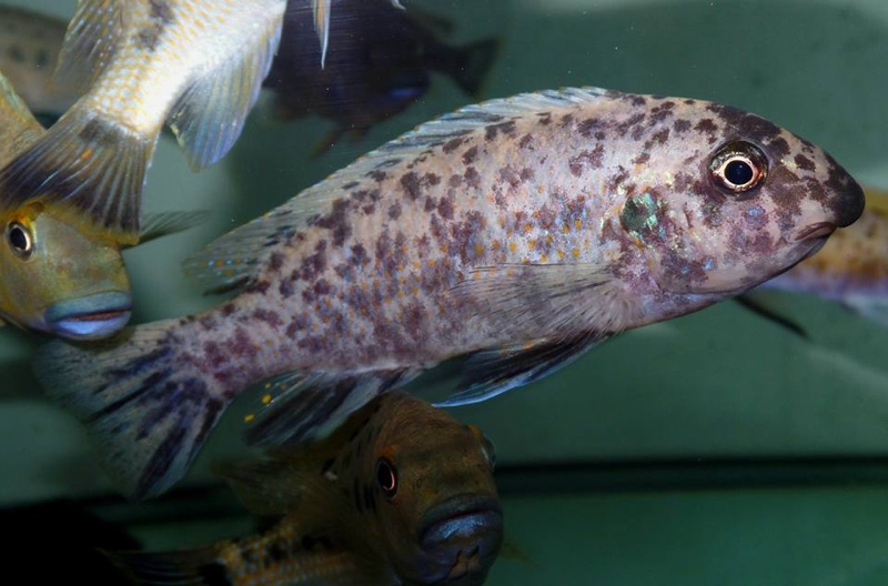 Labeotropheus fuelleborni 'Mbamba Bay'